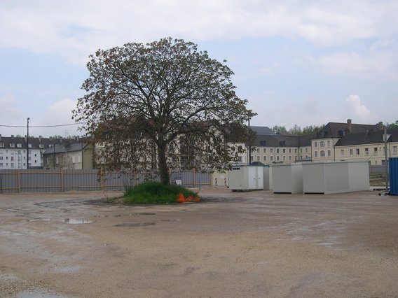  arbre esseulé au milieu d'un terrain vague